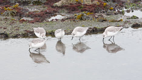 Sanderling-small-flock-in-winterplumage-foraging-at-shoreline