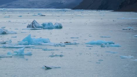 Foca-Leopardo-En-Un-Iceberg-Asustando-A-Un-Pájaro