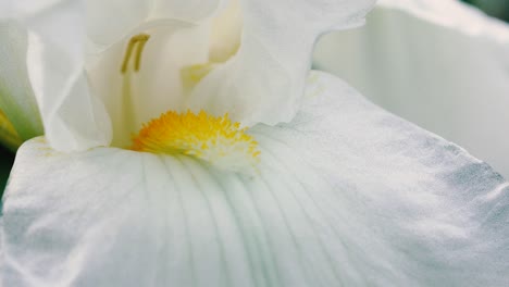Stable-tilt-up-showing-the-centre-of-a-beautiful-white-flower