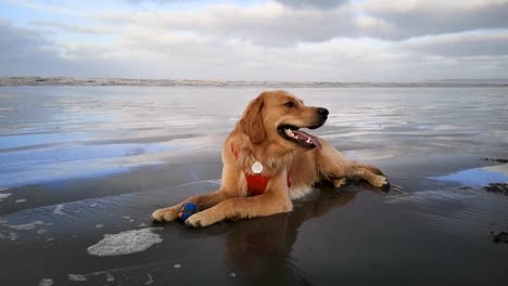 Panting-Golden-Retriever-Dog-Lying-And-Resting-On-Wet-Sand-Of-Beach-With-Mouth-Open-Near-Pacific-Ocean