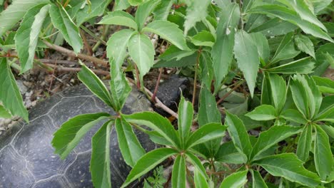 A-turtle-slowly-moves-its-head-as-it-rests-under-leaves