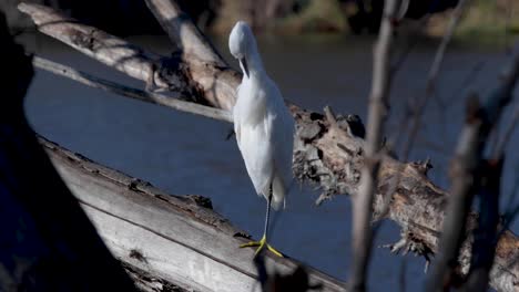 A-Snowy-Egret-perched-on-a-branch-overlooking-the-water