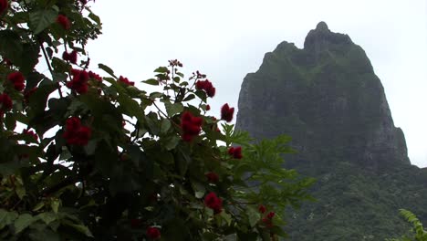 Peak-of-Mount-Tohivea-or-Tohiea,-Moorea,-French-Polynesia