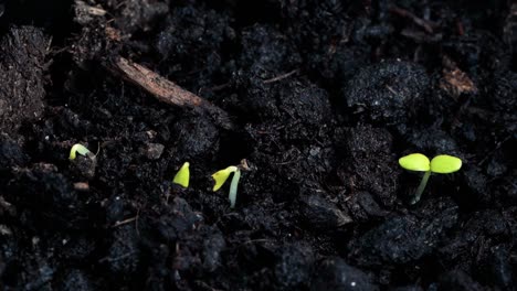 Frische-Samen,-Die-Im-Zeitraffer-Aus-Dem-Boden-Wachsen