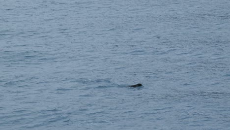 Robben,-Die-In-Ultrazeitlupe-Aus-Dem-Wasser-Springen