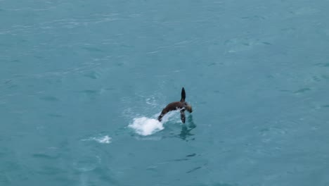 Seehund-Springt-Aus-Wunderschönem,-Klarem,-Türkisfarbenem-Wasser