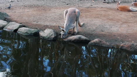 Känguru-Trinkwasser-Im-Park.-Weitwinkelaufnahme