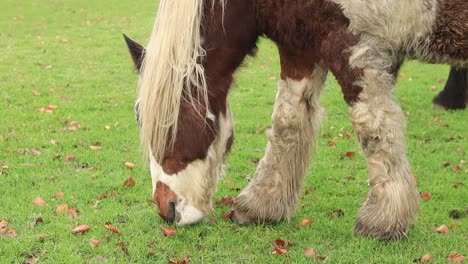 Closeup-of-typical-Friesian-white-and-brown-horse-with-markings-in-its-fur-coat-skin-in-green-meadow-grazing-zooming-out-revealing-the-entire-livestock-creature