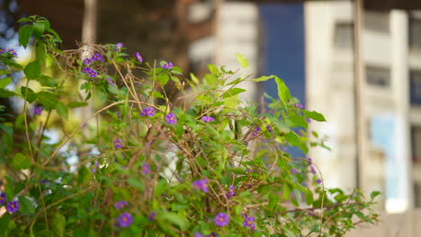 Flowers-surrounding-urban-buildings-in-city-centre,-closeup-abstract-perspective