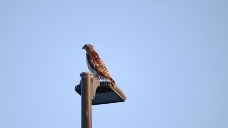 A-medium-shot-of-a-Red-Tailed-Hawk-perched-on-a-streetlight-as-it-looks-at-the-camera