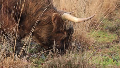 Closeup-and-reveal-of-woolly-coated-longhorn-hairy-large-Scottish-cow-grazing-freely-in-Veluwe-area-nature-in-The-Netherlands