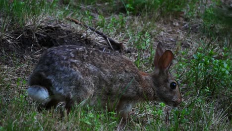 A-close-up-shot-of-a-rabbit-eating-grass-and-walking-in-a-field