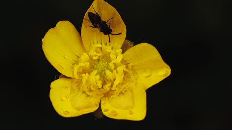 Stable-shot-showing-yellow-flower-visited-by-a-bug-which-then-flies-away