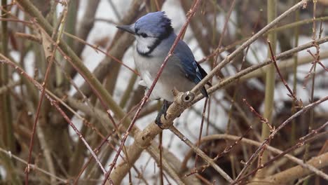 Blue-Jay-bird-with-beautiful-markings-flys-onto-tree-branch-in-winter