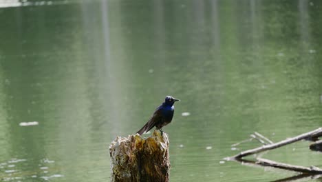 A-blue-bird-perches-on-top-of-a-tree-stump-in-front-of-a-calmly-moving-pond-while-looking-around