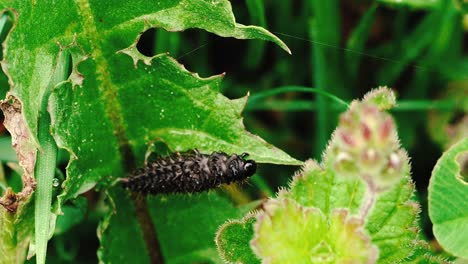 Stable-shots-of-black-caterpillar-eating-green-leaves-of-plant