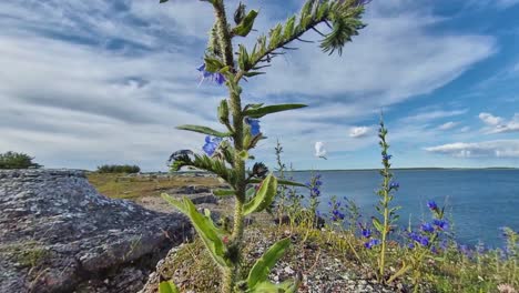 Coastal-Wildflowers-Growing-on-Scenic-Rocky-Coastline,-Panning-shot