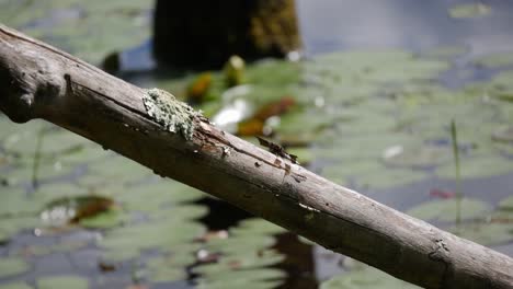A-dragonfly-rests-on-a-slanted-log-in-front-of-a-calm-pond-with-lily-pads