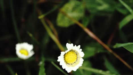 Stable-shot-showing-small-white-and-yellow-flowers-filled-with-water