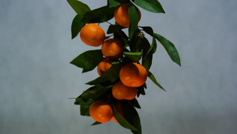 Tangerines-on-branch-with-green-leaves,-isolated-orange-mandarin-fruits