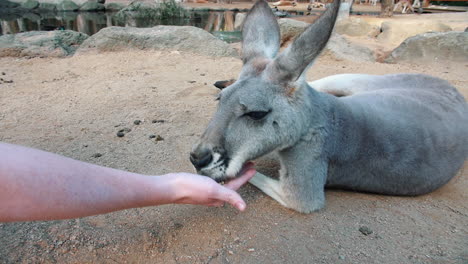 Canguro-Wallaby-Comiendo-Comida-De-Manos-Humanas-En-El-Parque-Nacional-En-Australia