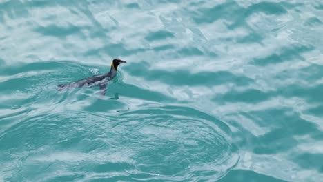 Two-king-penguins-swimming-and-diving-on-turquoise-glacier-water
