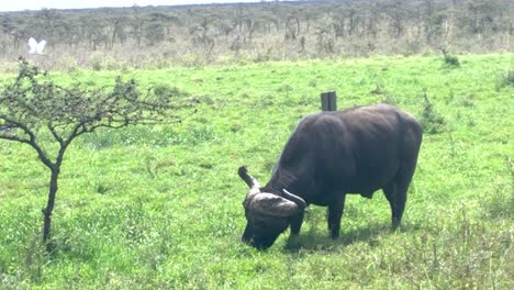 Búfalo-Africano-Pastando-Tranquilamente,-Animal-Salvaje-En-Hábitat-Natural,-Vida-Silvestre-De-Sabana
