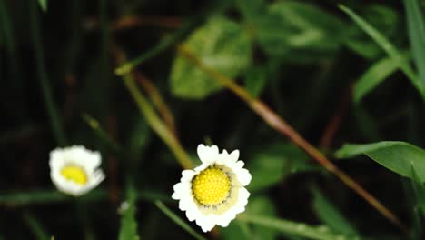 Stable-shot-showing-change-of-focus-between-two-white-and-yellow-flowers-and-grass