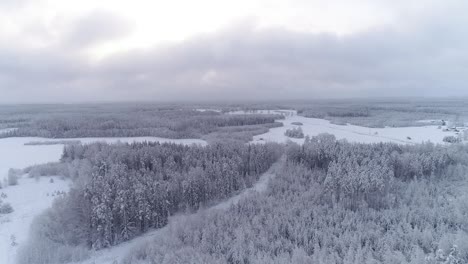 Ein-Schöner-Drohnenflug-über-Die-Bäume-Im-Winter