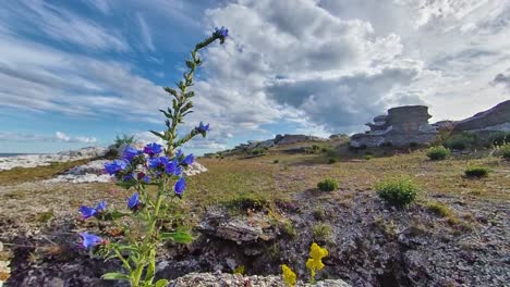 Blooming-Wildflower-Blueweed,-Echium-Vulgare,-with-Rauk-in-Background