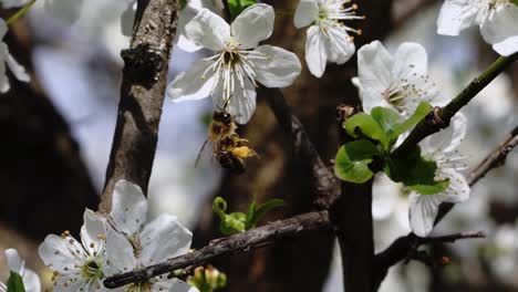 Slowmotion-of-bees-polinating-white-blossom-tree-in-the-spring-time