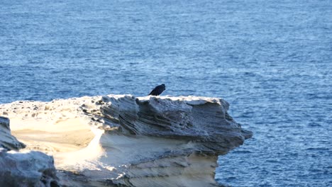 Cuervo-Posado-En-El-Borde-De-Un-Acantilado-Costero-Rocoso-En-Kurnell-Beach,-Nueva-Gales-Del-Sur,-Australia