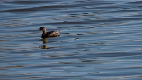 Un-Pájaro-Flota-En-El-Agua-En-La-Reserva-De-Vida-Silvestre-Sepulveda