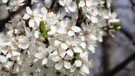 Kamerafahrten,-Die-Blühende-Weiße-Bäume-Im-Frühling-Zeigen