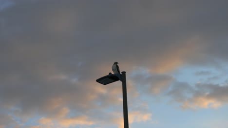 A-wide,-low-angle-shot-of-a-Red-Tailed-Hawk-as-it-perches-on-a-streetlight-in-front-of-a-cloudy-sky-at-sunset