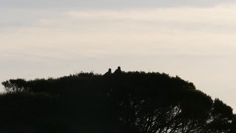 Pair-Of-Birds-Silhouette-In-A-Nest-On-Top-Of-Tree-Against-Gloomy-Sky