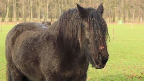 Focus-closeup-of-black-Friesian-horse-looking-off-to-the-side-in-meadow-with-long-almost-dreadlock-manes-zooming-out-revealing-the-entire-equine