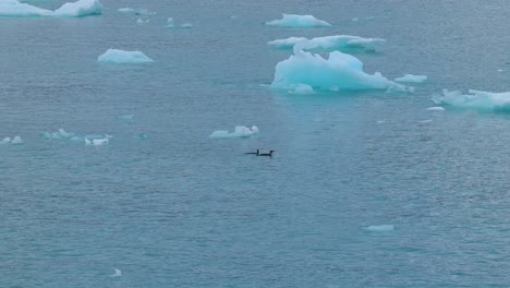 Two-king-penguins-swimming-in-blue-water-in-front-of-small-icebergs