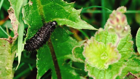 Stable-shots-of-black-caterpillar-eating-green-leaves-of-plant