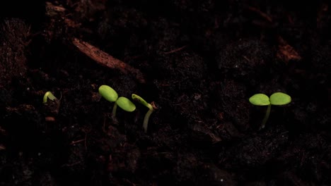 Frische-Samen,-Die-Im-Zeitraffer-Aus-Dem-Boden-Wachsen