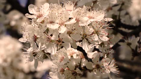 Camera-movements-showing-blossoming-white-trees-in-the-spring-time