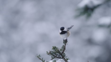 Passerine-Songbird-Black-Capped-Chickadee-On-Pine-Tree-Leaves-During-Winter