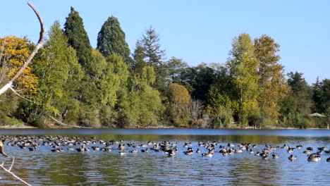 Flock-of-beautiful-ducks-on-the-quiet-Waughop-Lake-in-Washington---Wide