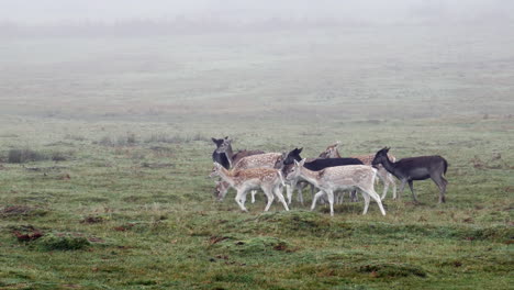 A-herd-of-fallow-deer-grazing-in-a-misty-field-in-England