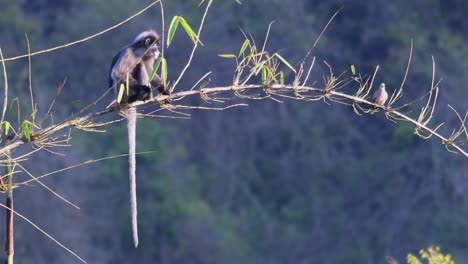 Dusky-Leaf-Monkey,-Trachypithecus-obscurus-with-Spotted-Dove,-Spilopelia-chinensis
