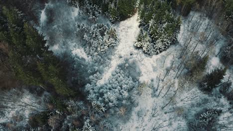 4K-UHD-aerial-drone-clip-of-green-trees-in-a-dreamy-forest-in-winter-with-snow-covering-the-cold-ground-and-tree-tops-in-Bavaria,-Germany