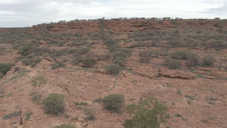 Green-Trees-Growing-On-Red-Sandstone-Desert-At-Kings-Canyon-Rim-Walk