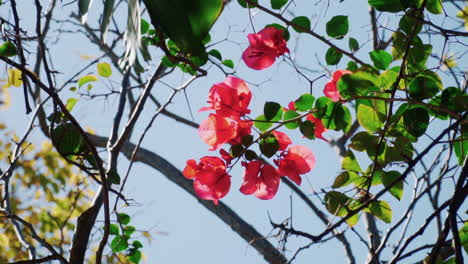 Rote-Bougainvillea-Blüten-Zwischen-Ästen-Und-Blättern---Mittlerer-Schuss