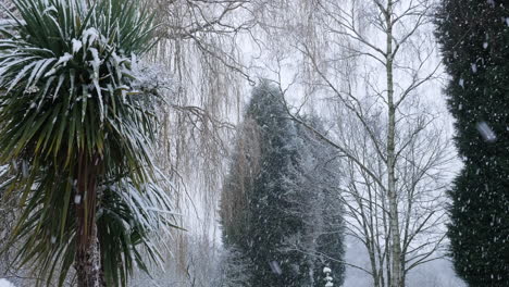 Wide-shot-of-heavy-snow-falls-on-a-palm-tree-in-winter