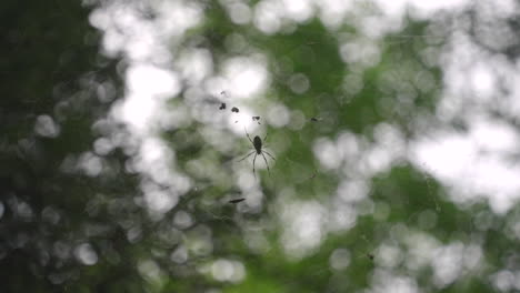 Joro-Spider-Clinging-On-Its-Web---Trichonephila-Clavata---selective-focus